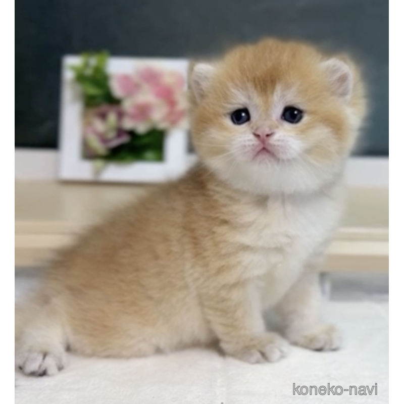 販売中の茨城県のブリティッシュショートヘア-123694